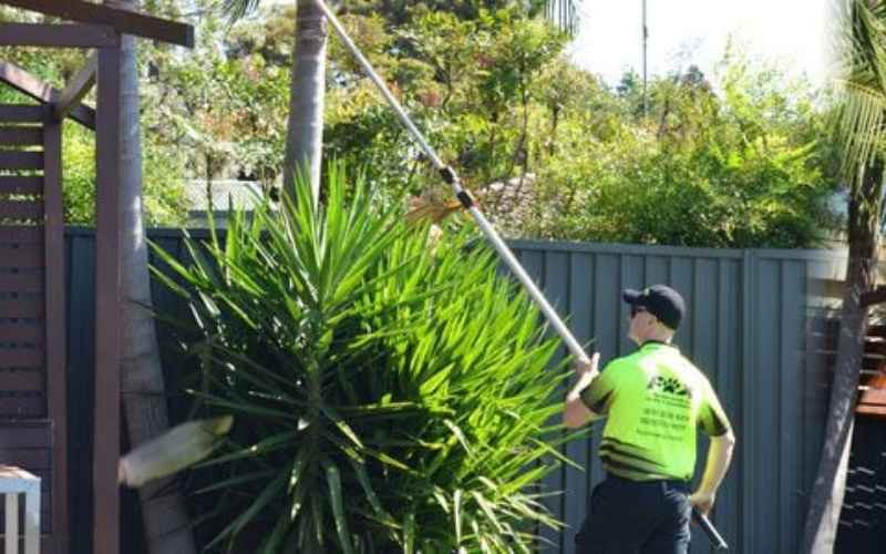 Tree Trimming